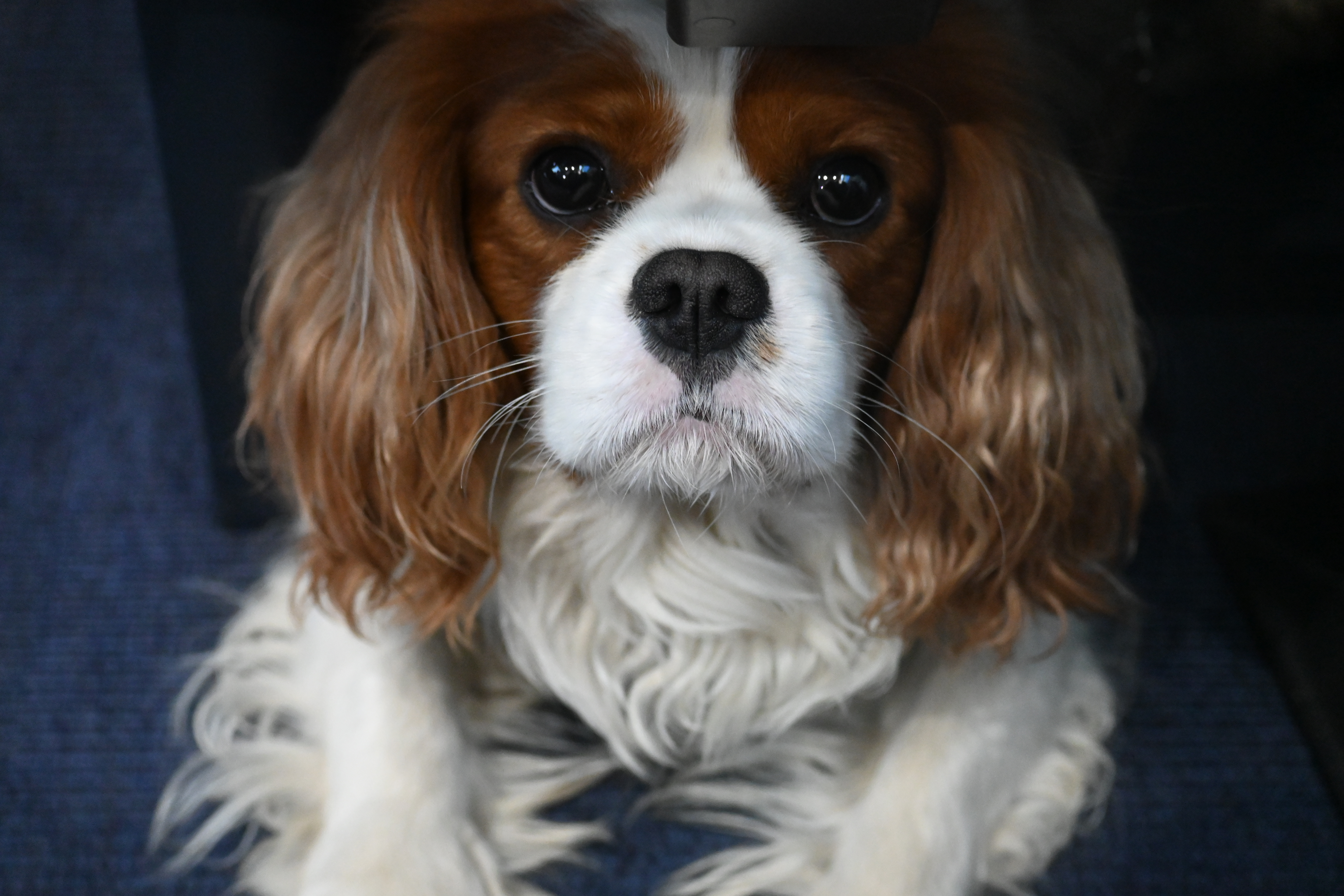 Scholarship photo: cavalier dog