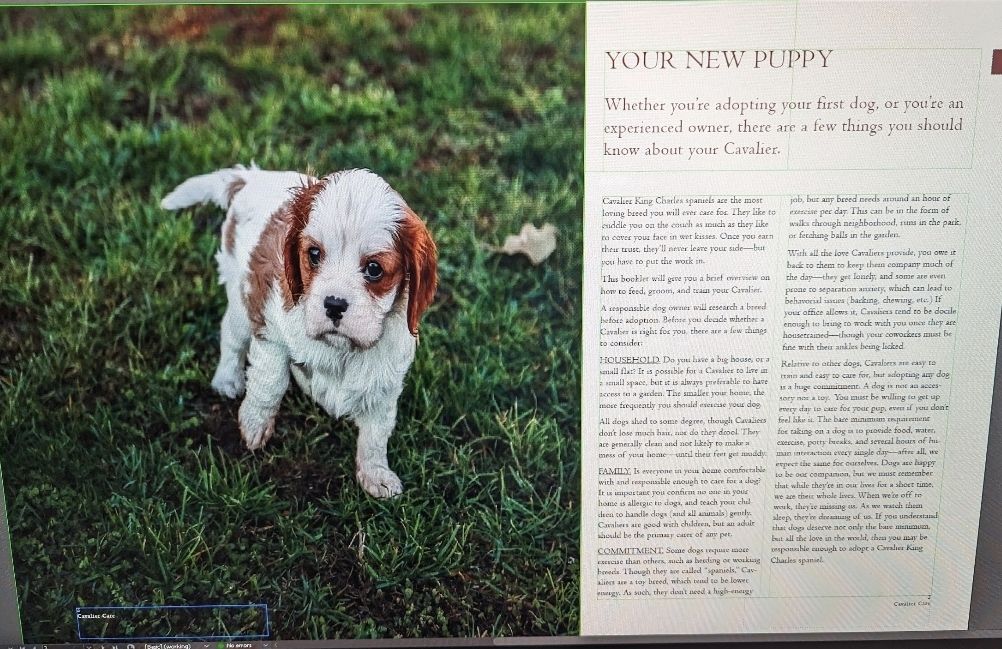 Photo of a dog for a pamphlet