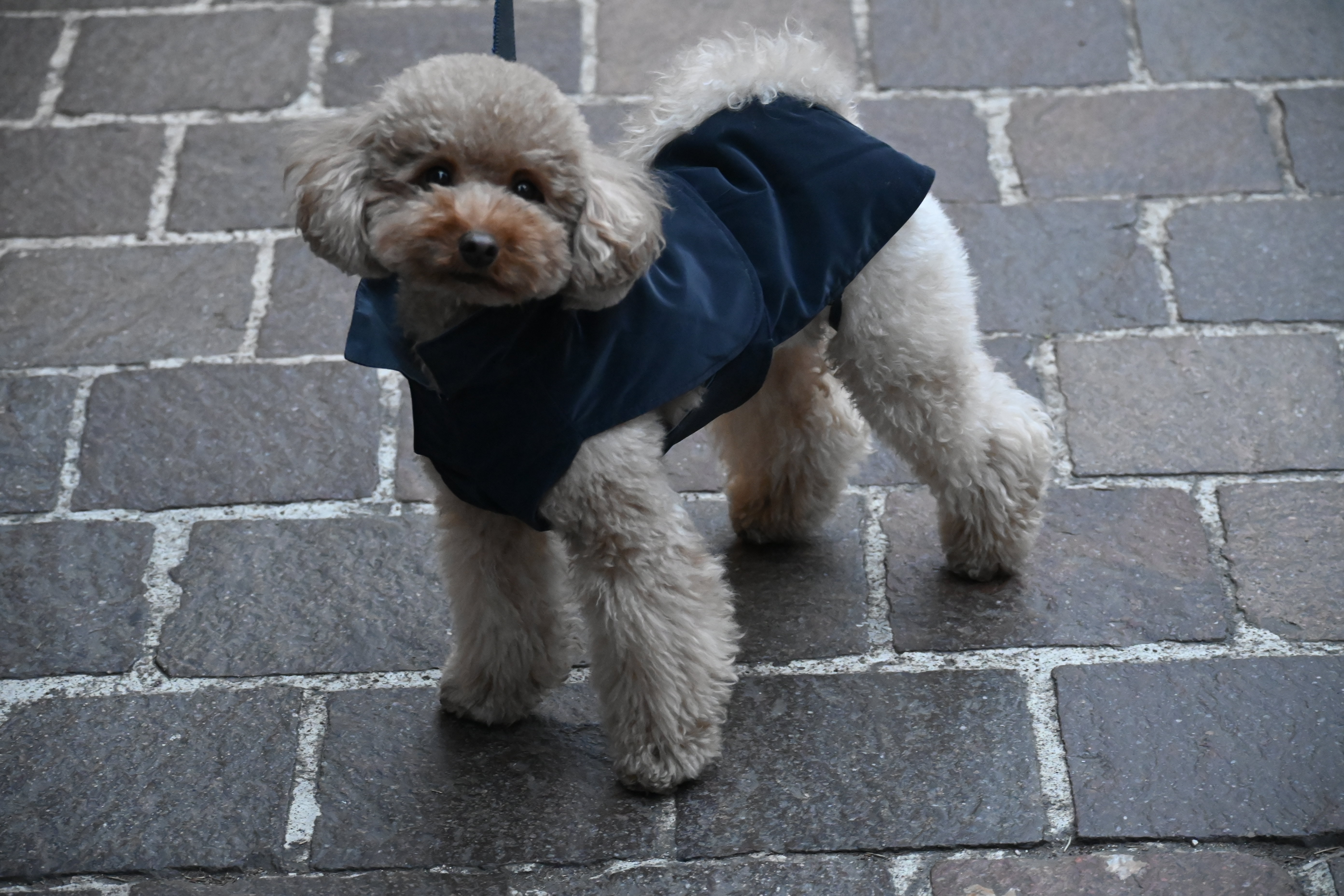 Scholarship photo: poodle