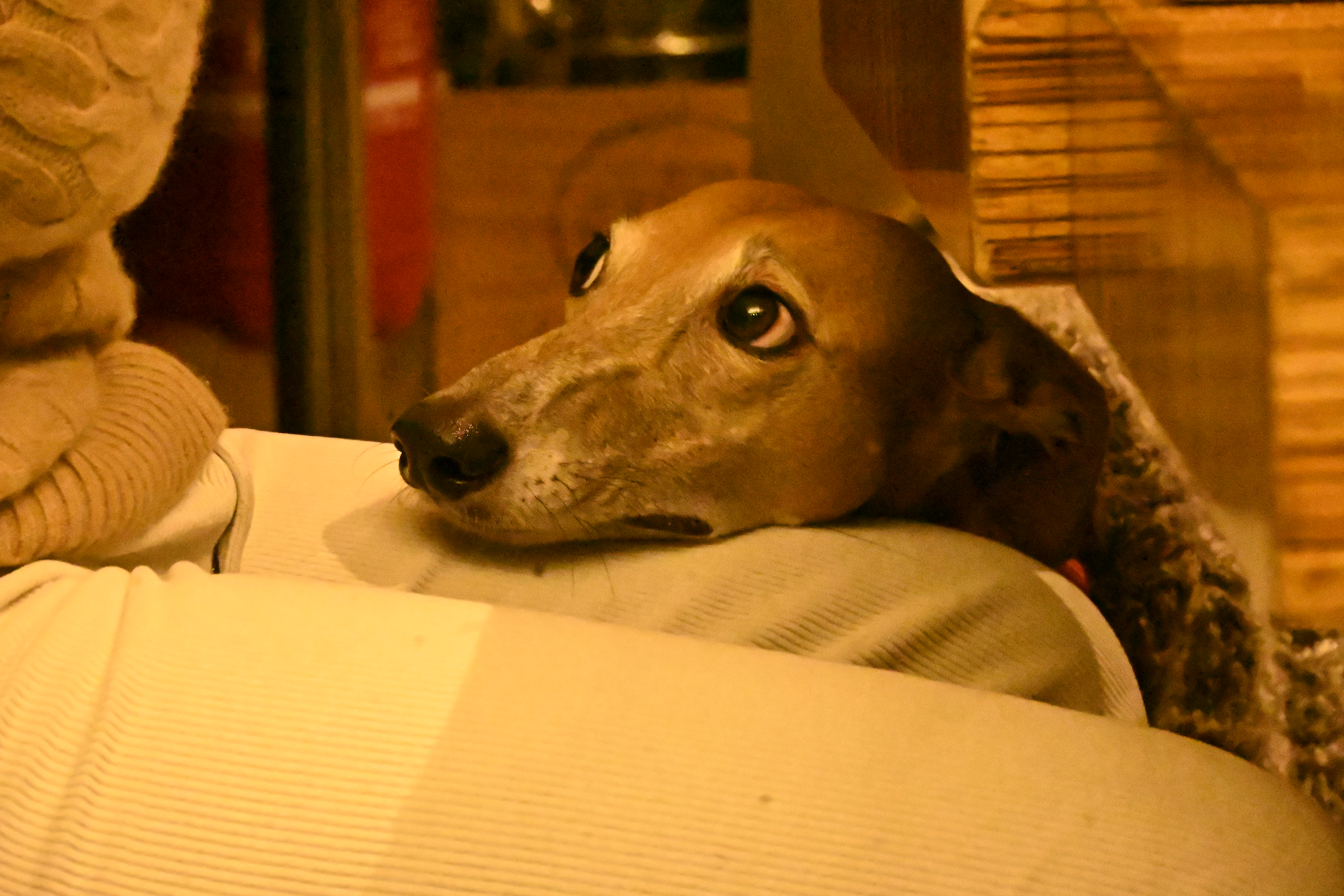 greyhound picture resting on leg